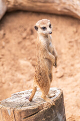 Fototapeta premium Meerkat, Suricata suricatta, on hind legs. Portrait of meerkat standing on hind legs with alert expression. Portrait of a funny meerkat sitting on its hind legs.