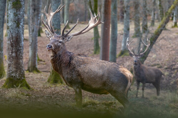 deer in the forest