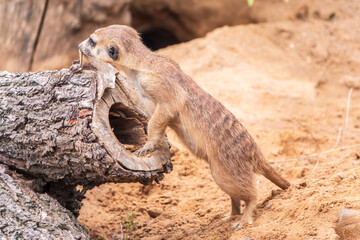 Meerkat suricatta family wildlife picture.