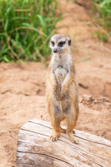 Meerkat, Suricata suricatta, on hind legs. Portrait of meerkat standing on hind legs with alert expression. Portrait of a funny meerkat sitting on its hind legs.