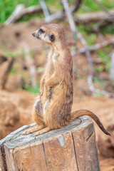 Meerkat, Suricata suricatta, on hind legs. Portrait of meerkat standing on hind legs with alert expression. Portrait of a funny meerkat sitting on its hind legs.