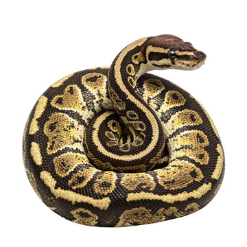 Beautiful Ball Python coiled, showcasing intricate patterns.