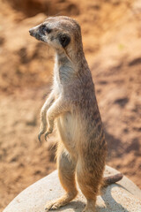 Meerkat, Suricata suricatta, on hind legs. Portrait of meerkat standing on hind legs with alert expression. Portrait of a funny meerkat sitting on its hind legs.