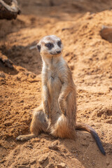 Meerkat, Suricata suricatta, on hind legs. Portrait of meerkat standing on hind legs with alert expression. Portrait of a funny meerkat sitting on its hind legs.