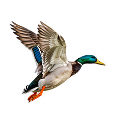 Obraz premium A Mallard Duck Soaring Through the Air