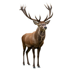 Fototapeta premium Majestic Red Deer Stag Isolated on Transparent Background