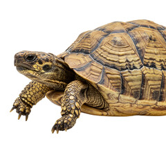 Obraz premium Close-up of a Tortoise with Detailed Shell Pattern