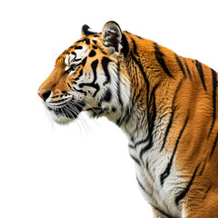 Obraz premium Close-up profile of a magnificent tiger.