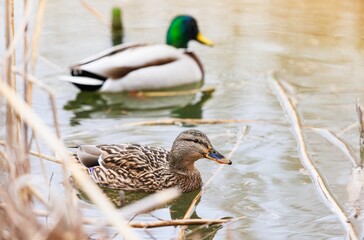 At Delta Vacaresti Natural Park in Bucharest, two ducks glide across calm waters, surrounded by lush reeds, inviting bird watchers to enjoy nature’s beauty in this serene spot
