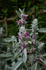 Stachys byzantina or lamb's ear flowers growing in Monet's Garden on a summer day in Giverny,...