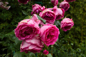 Pink roses growing in Monet's garden on a summer day in Giverny, France.