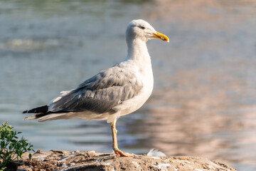 Seagull sits on stone cliff at the sea shore