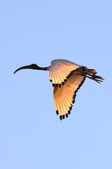 volo al tramonto