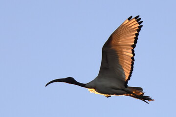 volo al tramonto