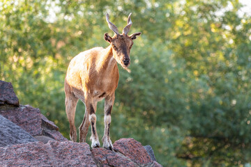 Markhor female on the rock. Latin name - Capra falconeri. Wild goat native to Central Asia,...
