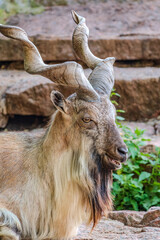 Close-up portrait of Markhor, Capra falconeri, wild goat native to Central Asia, Karakoram and the Himalayas