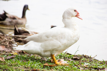 The Pekin or White Pekin is an American breed of domestic duck.