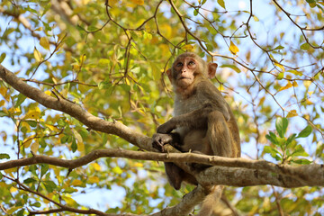Wild Rhesus macaque sitting on a tree branch in tropical forest
