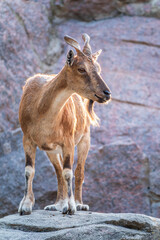 Markhor female on the rock. Latin name - Capra falconeri. Wild goat native to Central Asia, Karakoram and the Himalayas