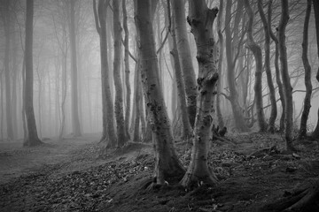 mystical woods with bare tree trunks in the fog, haunted forest, black and white	