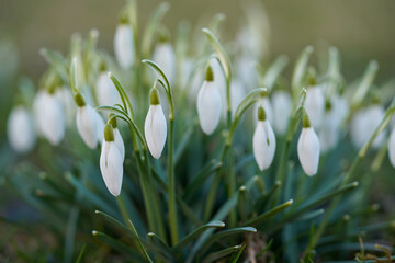 Delicate white snowdrops with green stems gracefully emerge from the ground, signaling the arrival of spring