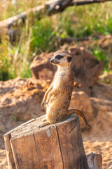 Meerkat, Suricata suricatta, on hind legs. Portrait of meerkat standing on hind legs with alert expression. Portrait of a funny meerkat sitting on its hind legs.