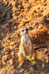 Meerkat, Suricata suricatta, on hind legs. Portrait of meerkat standing on hind legs with alert expression. Portrait of a funny meerkat sitting on its hind legs.