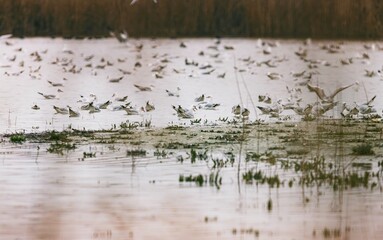 In the serene expanse of Vacaresti Natural Park, flocks of birds dance above the shimmering waters, creating a breathtaking spectacle for nature enthusiasts