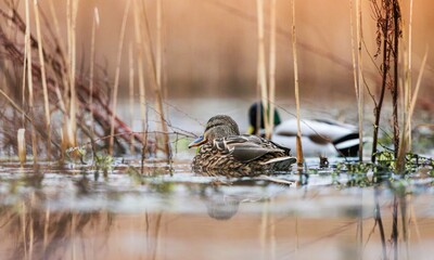 Birds gracefully navigate the waters of Delta Vacaresti, surrounded by lush reeds under a soft, warm light. Nature lovers find joy in observing these elegant creatures in their habitat