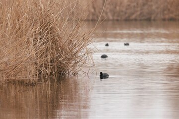 At Vacaresti Natural Park in Bucharest, bird watchers enjoy a peaceful scene as birds glide over still waters, framed by golden reeds under a soft sky, perfect for nature lovers