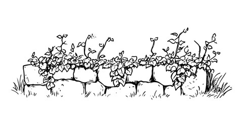 old stone wall with creeping ivy plants vector doodle black sketch illustration