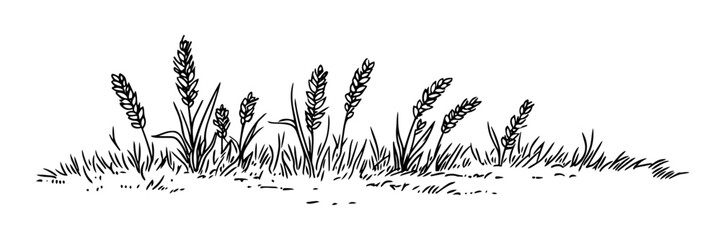 wild grass and wheat growing on ground vector doodle black sketch illustration © Kaz