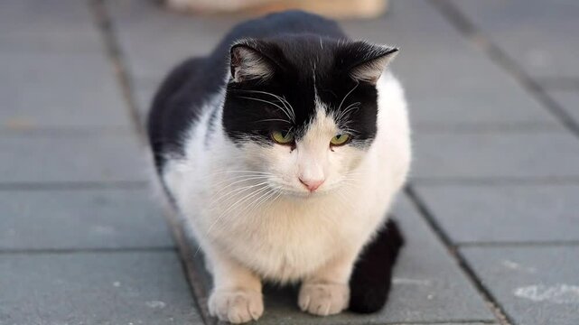 Tabby Cat Sitting in Istanbul - 4K Slow Motion 120fps Footage