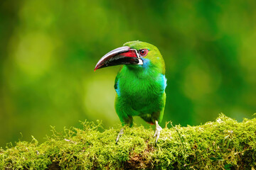 Crimson-rumped toucanet sitting in a tree