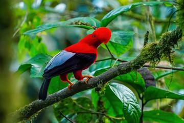Male Andean cock-of-the-rock sitting in a tree