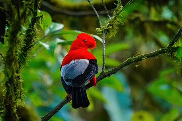 Male Andean cock-of-the-rock sitting in a tree