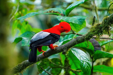 Male Andean cock-of-the-rock sitting in a tree