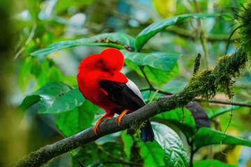 Male Andean cock-of-the-rock sitting in a tree