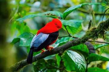 Male Andean cock-of-the-rock sitting in a tree