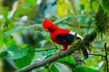Male Andean cock-of-the-rock sitting in a tree