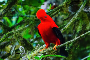 Male Andean cock-of-the-rock sitting in a tree