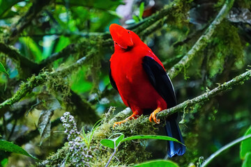 Male Andean cock-of-the-rock sitting in a tree
