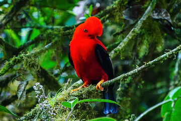 Male Andean cock-of-the-rock sitting in a tree