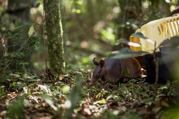 Wild animals free in the forest