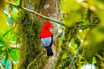 Male Andean cock-of-the-rock sitting in a tree