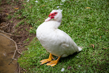 white duck in the grass