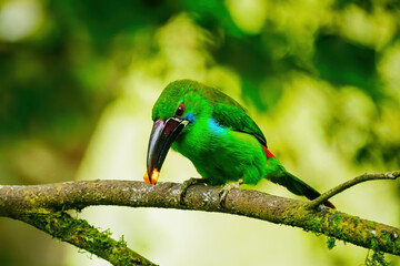 Crimson-rumped toucanet sitting in a tree