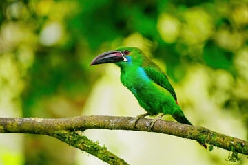 Crimson-rumped toucanet sitting in a tree