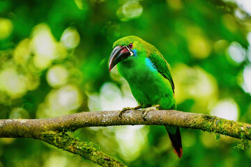 Crimson-rumped toucanet sitting in a tree