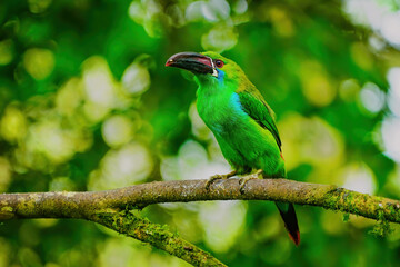 Crimson-rumped toucanet sitting in a tree